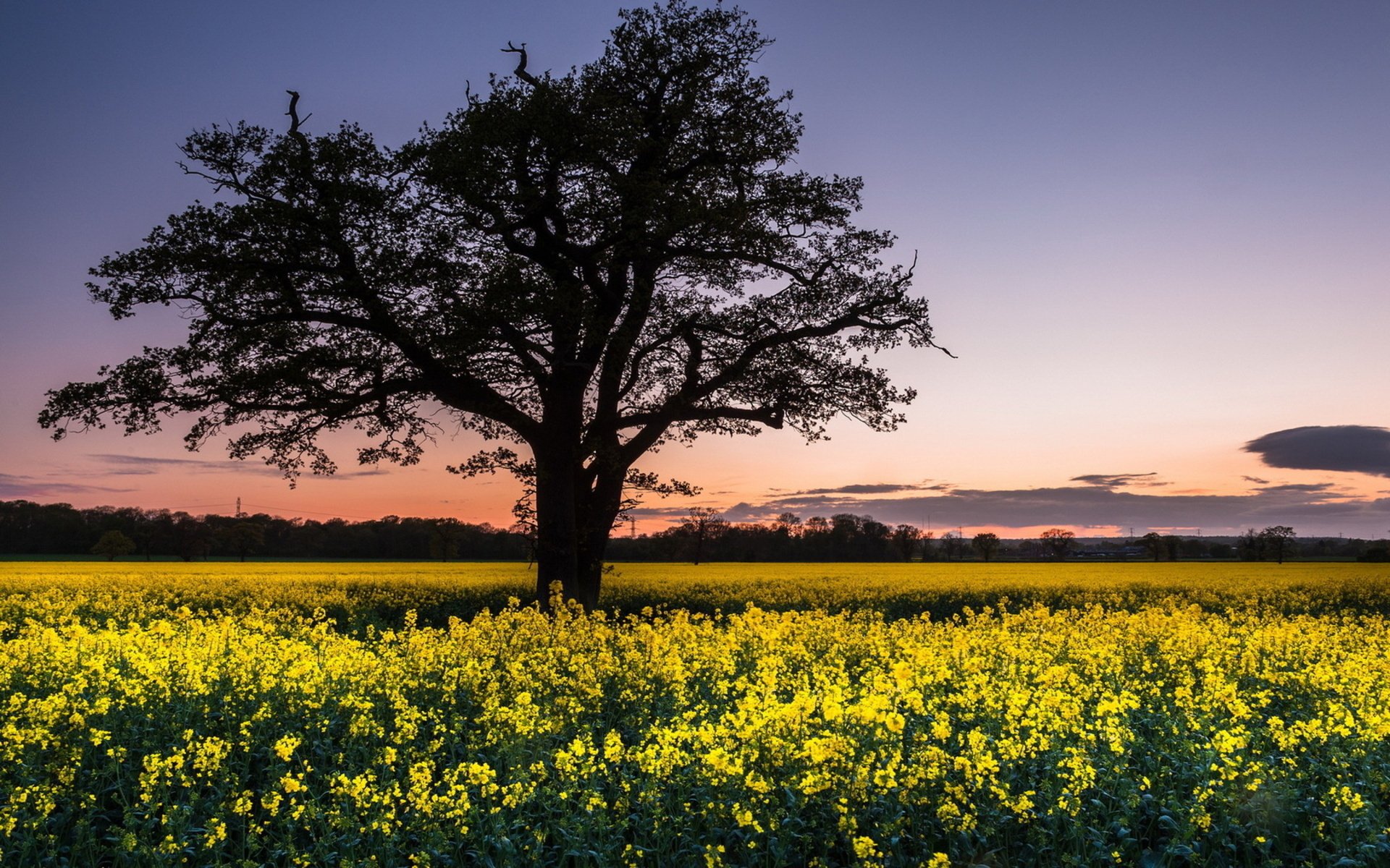 HD nature desktop wallpaper featuring a solitary tree silhouetted against a colorful sunset sky over a vibrant yellow flower field.