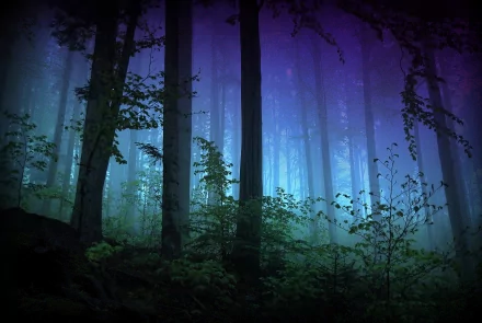 An HD desktop wallpaper featuring a mysterious forest scene, where tall trees and dense foliage are shrouded in an ethereal blue and purple mist.