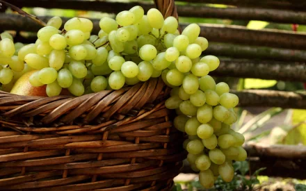 A close-up of a woven basket filled with fresh green grapes, set against a natural backdrop, featured as a stunning HD PC desktop wallpaper and background.