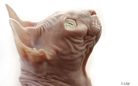 Close-up of a cat's face, highlighting its unique features and textured skin. This HD image serves as an eye-catching desktop wallpaper or background.