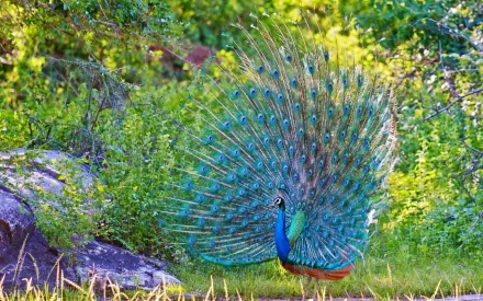 HD desktop wallpaper of a vibrant peacock with fully fanned feathers standing in lush greenery.