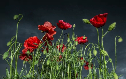 Vibrant red poppies gracefully rise against a dark sky, creating a stunning nature scene captured in this HD desktop wallpaper and background.