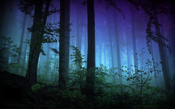 Earth Forest HD Wallpaper | Background Image