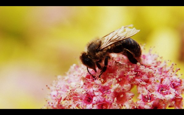 Animal Bee Insects Insect Flower Nature HD Wallpaper | Background Image