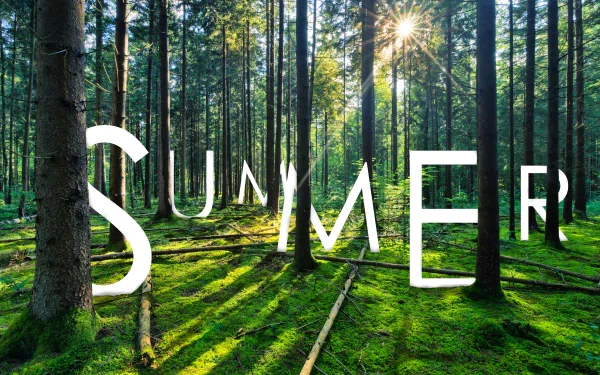 4K Ultra HD wallpaper: manipulated summer forest photo — sunlit pines, mossy floor, long shadows and SUMMER overlay. Tags: tree, forest, season, photography, manipulation.