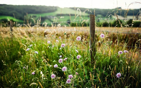 A serene HD wallpaper featuring a grassy field with wildflowers and a wooden fence, set against rolling green hills under soft natural light.