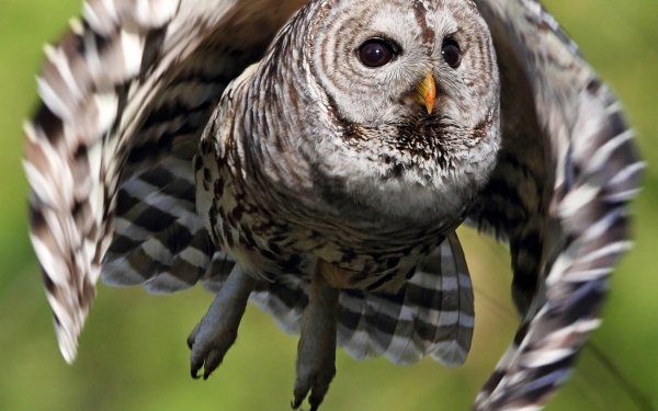 Animal Barred Owl Birds Owls HD Wallpaper | Background Image