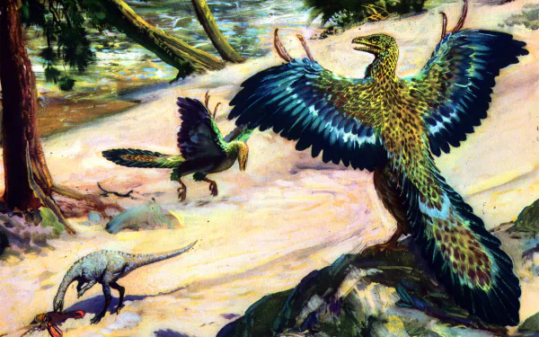 Animal archaeopteryx HD Desktop Wallpaper | Background Image