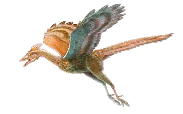 Animal archaeopteryx HD Desktop Wallpaper | Background Image