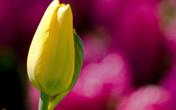 Nature Tulip Flowers HD Wallpaper | Background Image