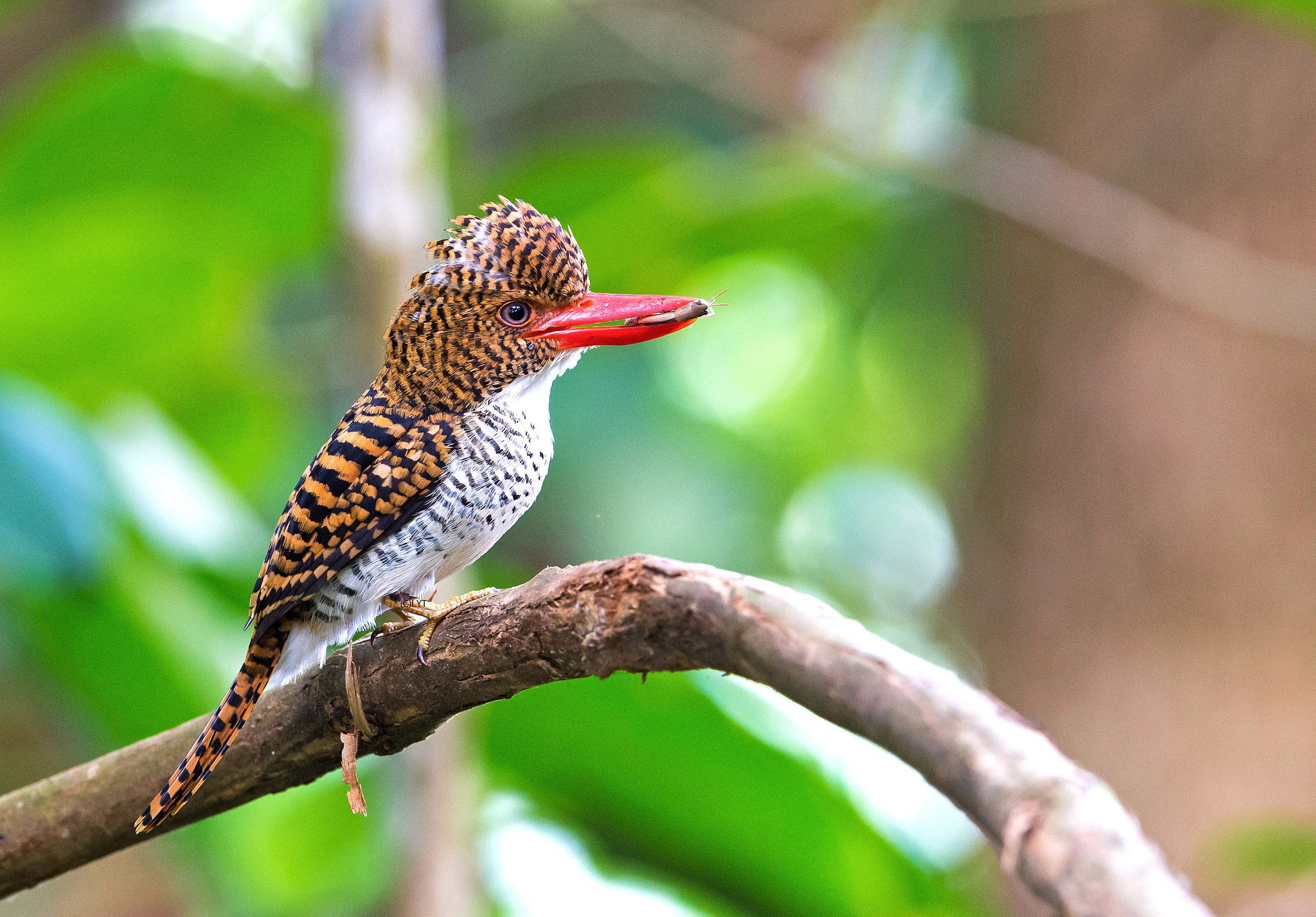 Female Banded Kingfisher by Andy_LYT