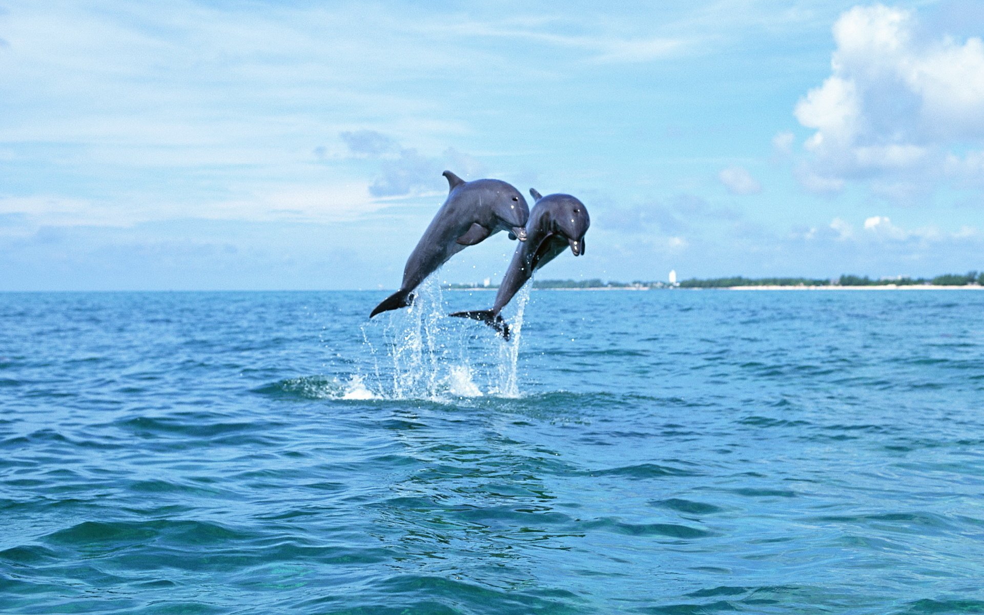 HD desktop wallpaper featuring two Bottlenose Dolphins leaping out of the blue ocean against a scenic backdrop of sky and clouds.