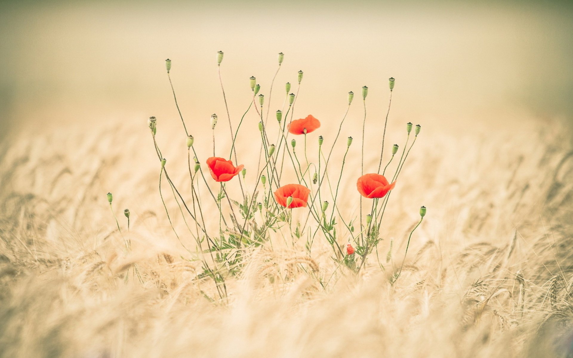 HD desktop wallpaper showing delicate red poppies emerging from a golden wheat field, capturing a serene and natural landscape.
