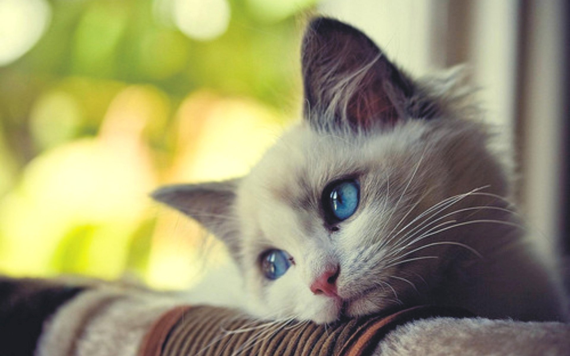 HD desktop wallpaper featuring a serene cat with striking blue eyes, resting its head on a surface. The background showcases a softly blurred green outdoor scene, creating a peaceful ambiance.