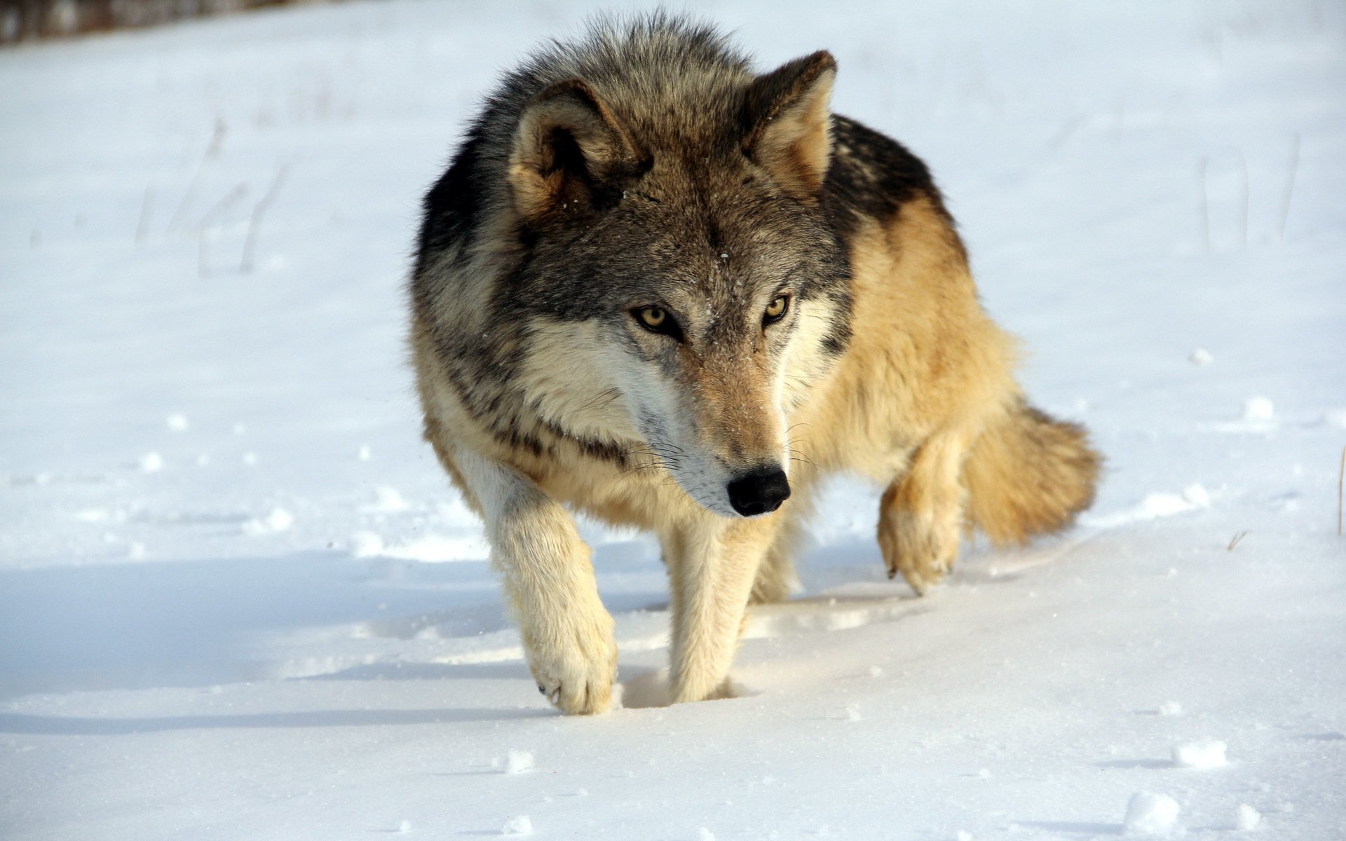 A close-up of a wolf walking through snow, showcasing its striking features and fur texture. This HD image makes an impactful desktop wallpaper and background.