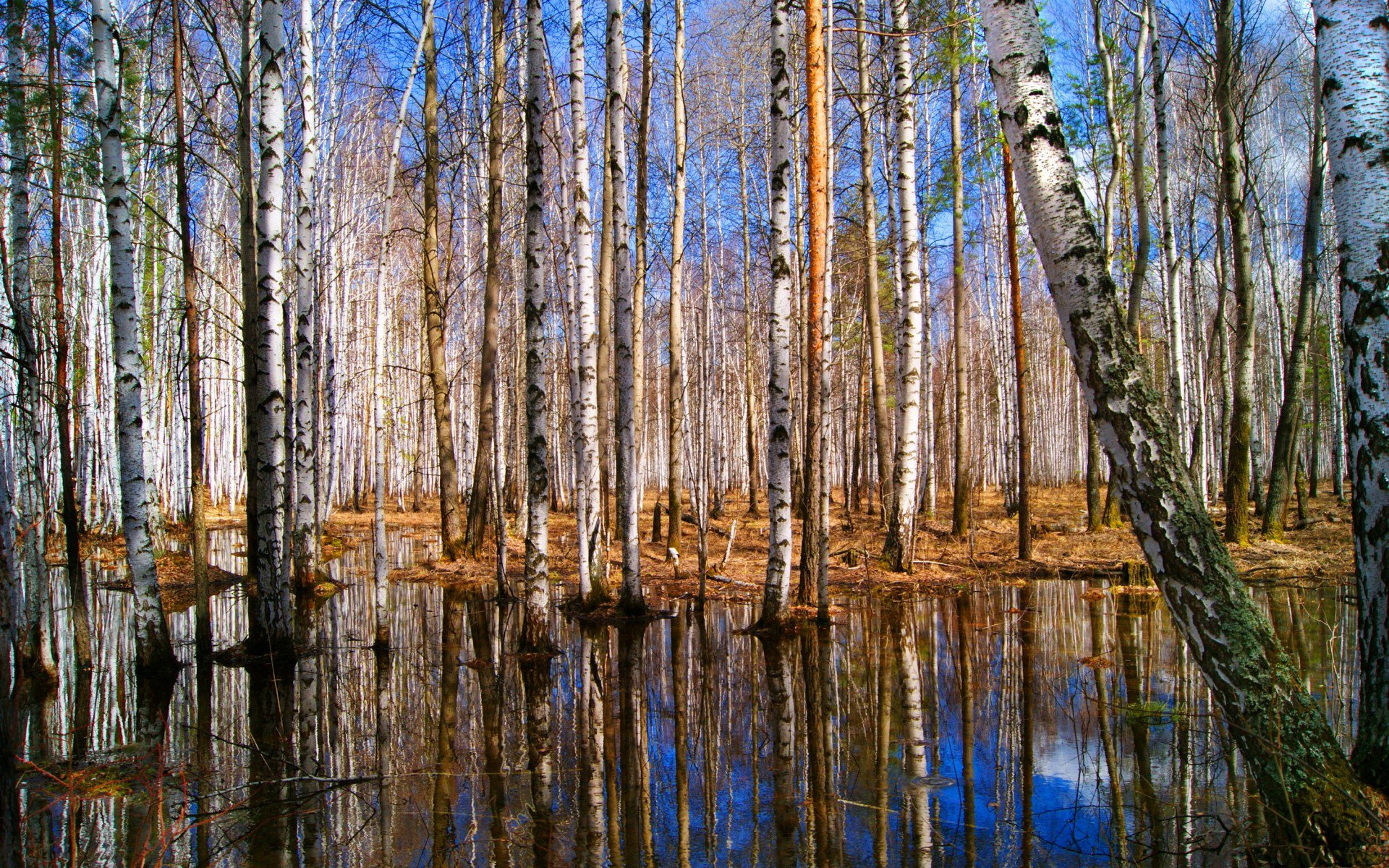HD PC desktop wallpaper showcasing a serene nature scene with birch trees reflected in still water under a clear sky.