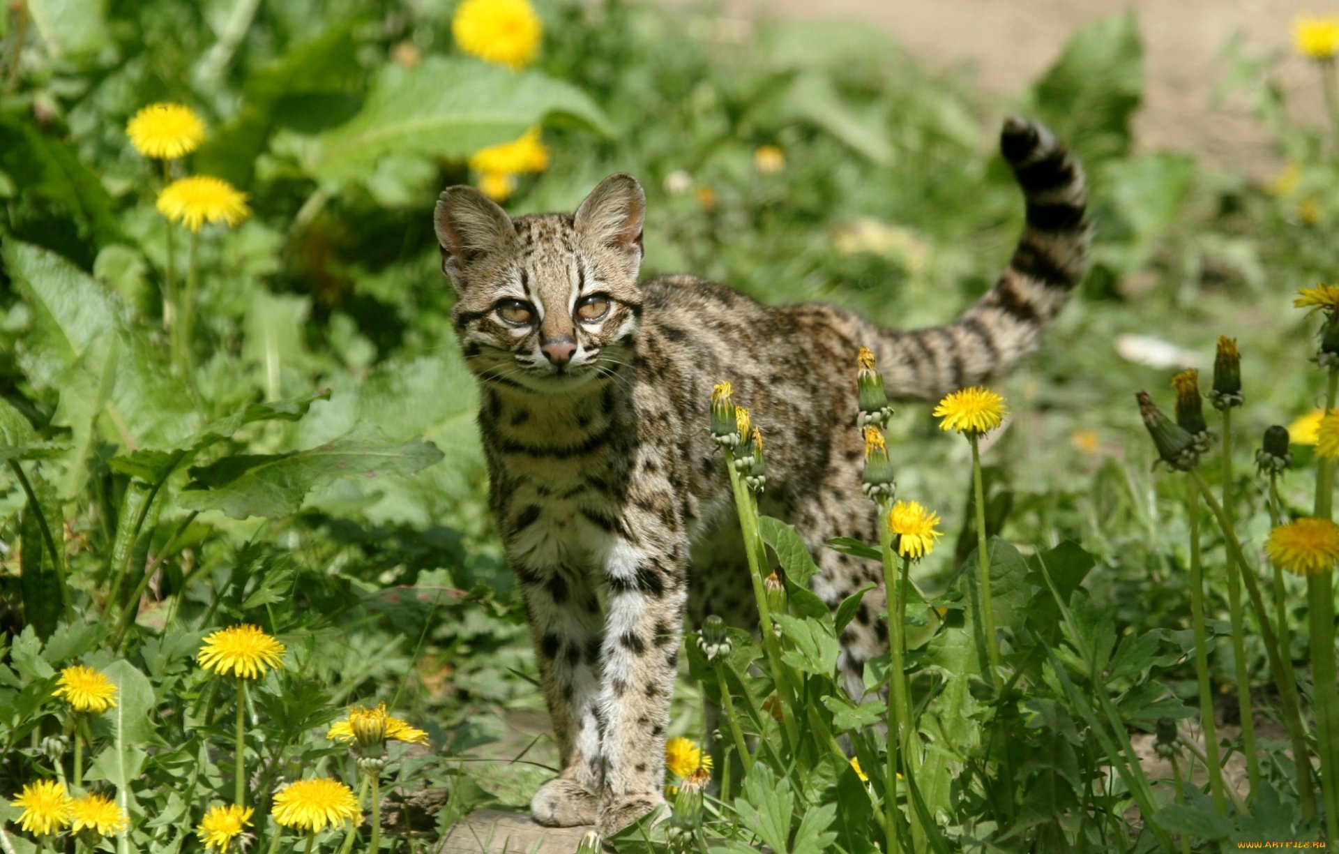 Ocelot in Bloom: Stunning HD Wallpaper of a Wild Cat