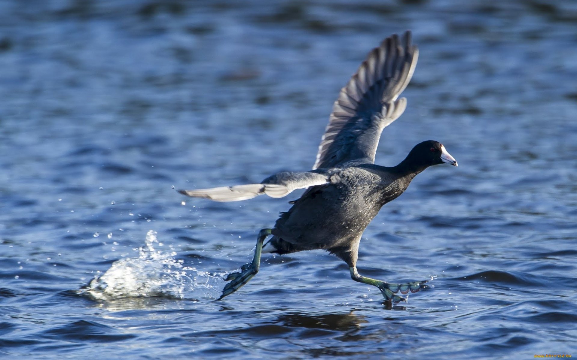 A bird running across the water's surface with wings extended, captured in a vivid HD image, making a striking desktop wallpaper featuring animal life.