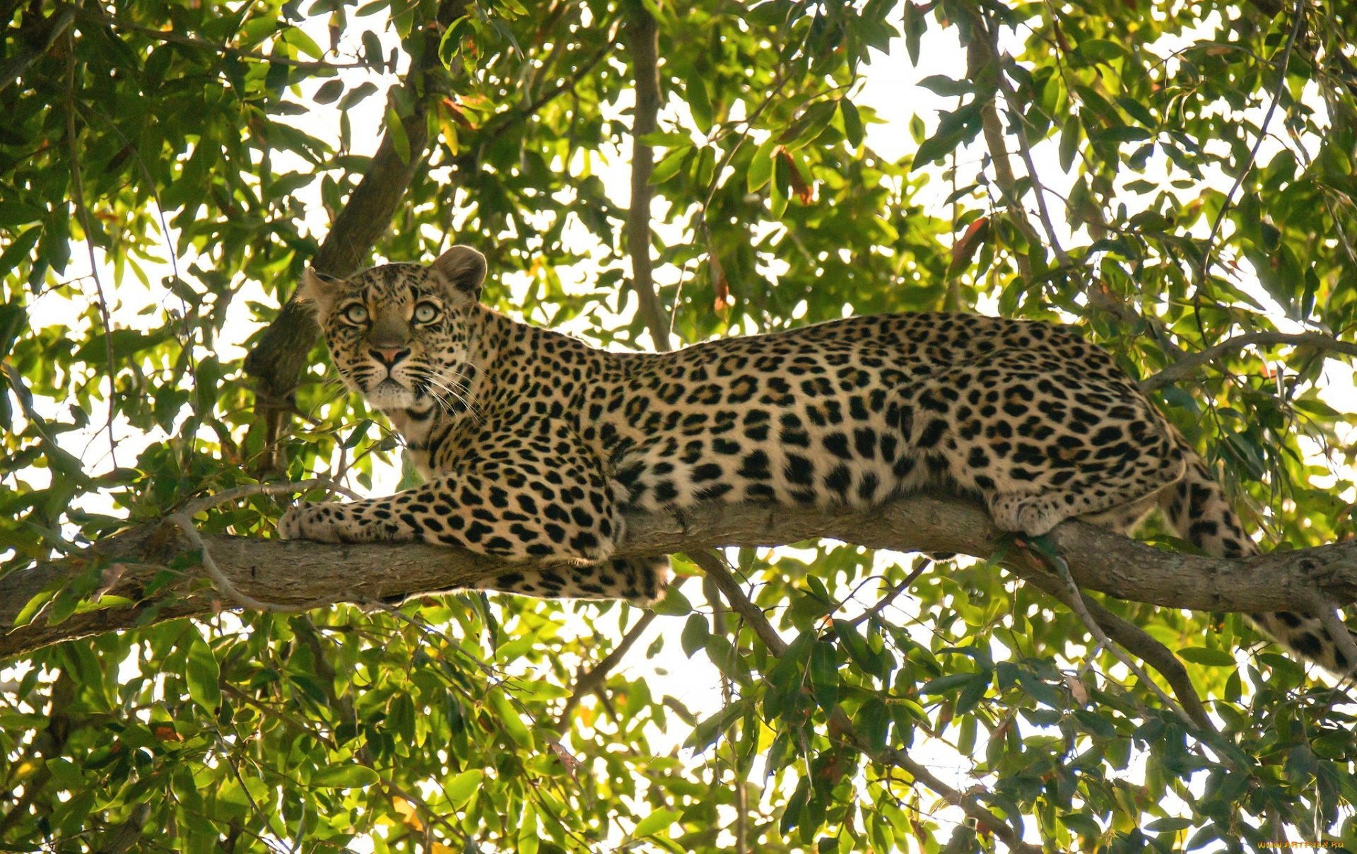 A striking leopard rests elegantly on a tree branch, surrounded by lush green foliage, showcasing its vibrant coat. This image serves as a captivating HD desktop wallpaper.