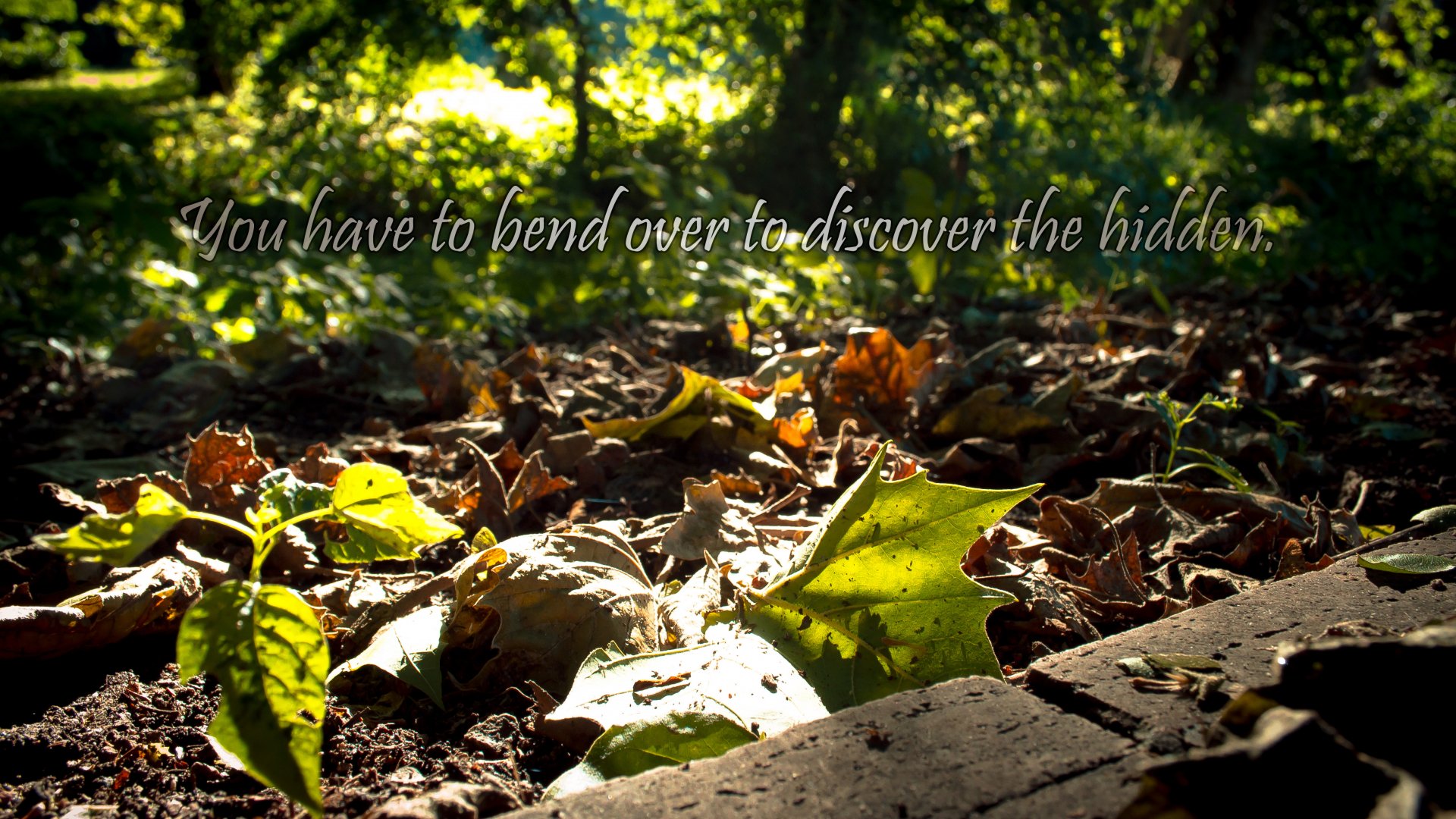 4K Ultra HD desktop wallpaper of a park at sunset, featuring fallen leaves and a tree, with a motivational statement about discovering the hidden.