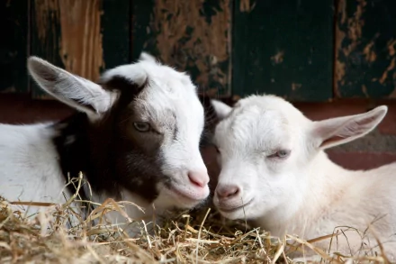 Two adorable goats cuddle together in a cozy barn setting, surrounded by straw. This charming image serves as a delightful HD desktop wallpaper and background.