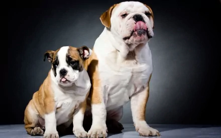 HD PC desktop wallpaper featuring a close-up of two bulldogs, one adult and one puppy, against a dark gradient background.