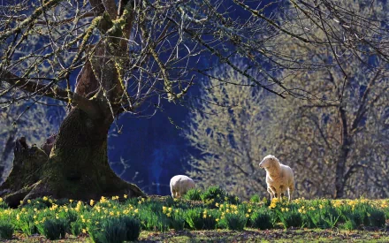 Animal sheep HD Desktop Wallpaper | Background Image