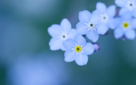 A close-up of delicate blue forget-me-not flowers with yellow centers against a soft, blurred background, creating an elegant nature-themed HD PC desktop wallpaper.