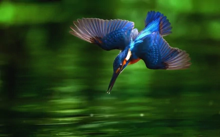 A vibrant kingfisher dives toward a green-tinted body of water in this high-definition desktop wallpaper and background.