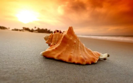 A vibrant shell rests on the beach, illuminated by a stunning sunset. This HD nature-themed desktop wallpaper captures serene coastal beauty.