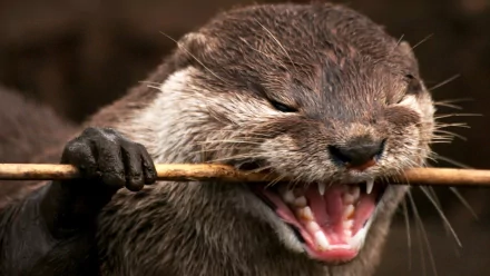 Animal otter HD Desktop Wallpaper | Background Image