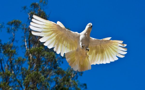 Animal Sulphur-crested cockatoo Birds Cockatoos HD Wallpaper | Background Image