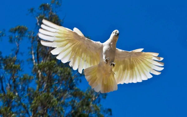 A sulphur-crested cockatoo soars against a bright blue sky, showcasing its striking white feathers and impressive wingspan, surrounded by lush green trees. An HD nature wallpaper.
