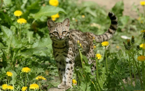 A vibrant ocelot stands among dandelions in a lush green setting, captured in high-definition as a stunning PC desktop wallpaper and background.