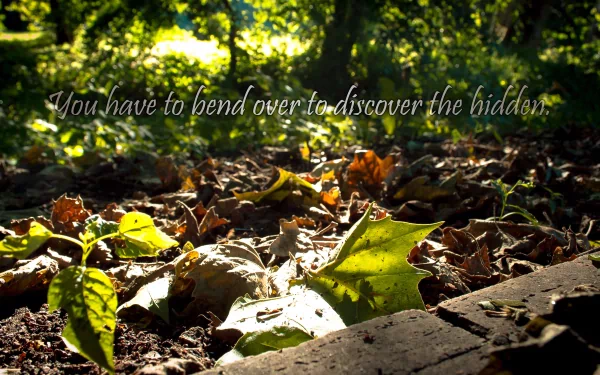 4K Ultra HD desktop wallpaper of a park at sunset, featuring fallen leaves and a tree, with a motivational statement about discovering the hidden.