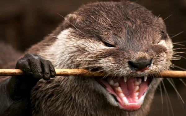 Close-up HD image of an otter gripping a stick in its mouth, showcasing detailed fur texture and sharp teeth, designed as a PC desktop wallpaper background.