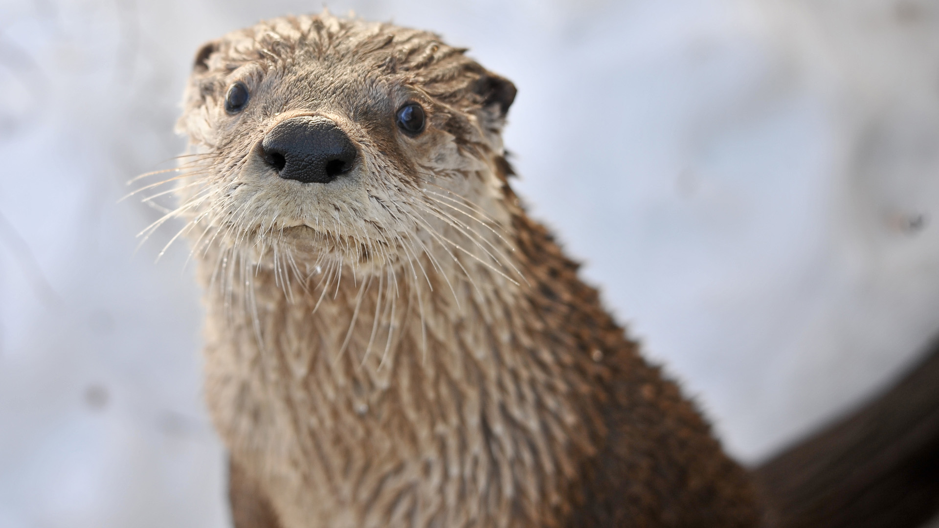Animal Otter HD Wallpaper | Background Image