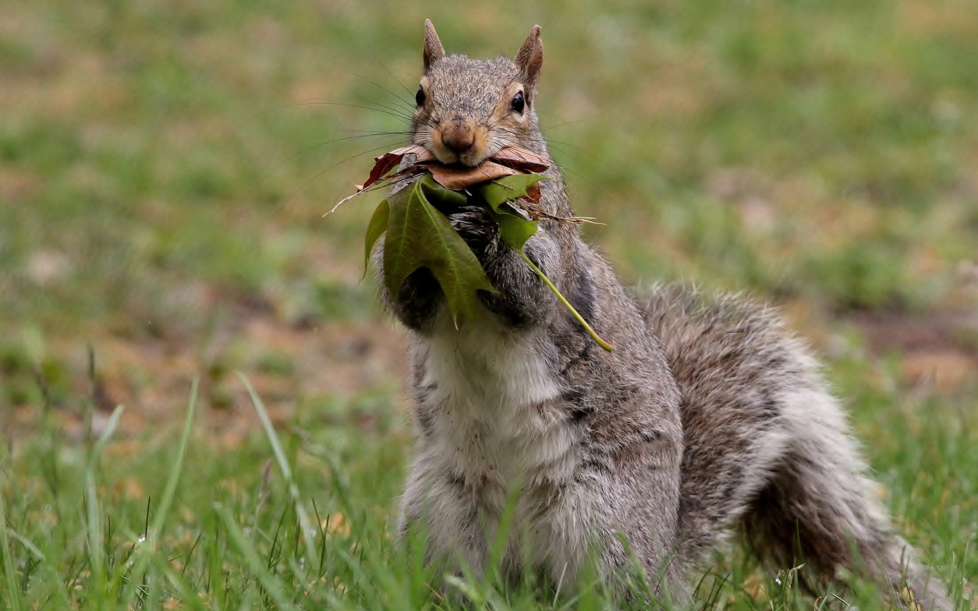 Squirrel HD Wallpaper | Background Image | 1920x1200 | ID:417028