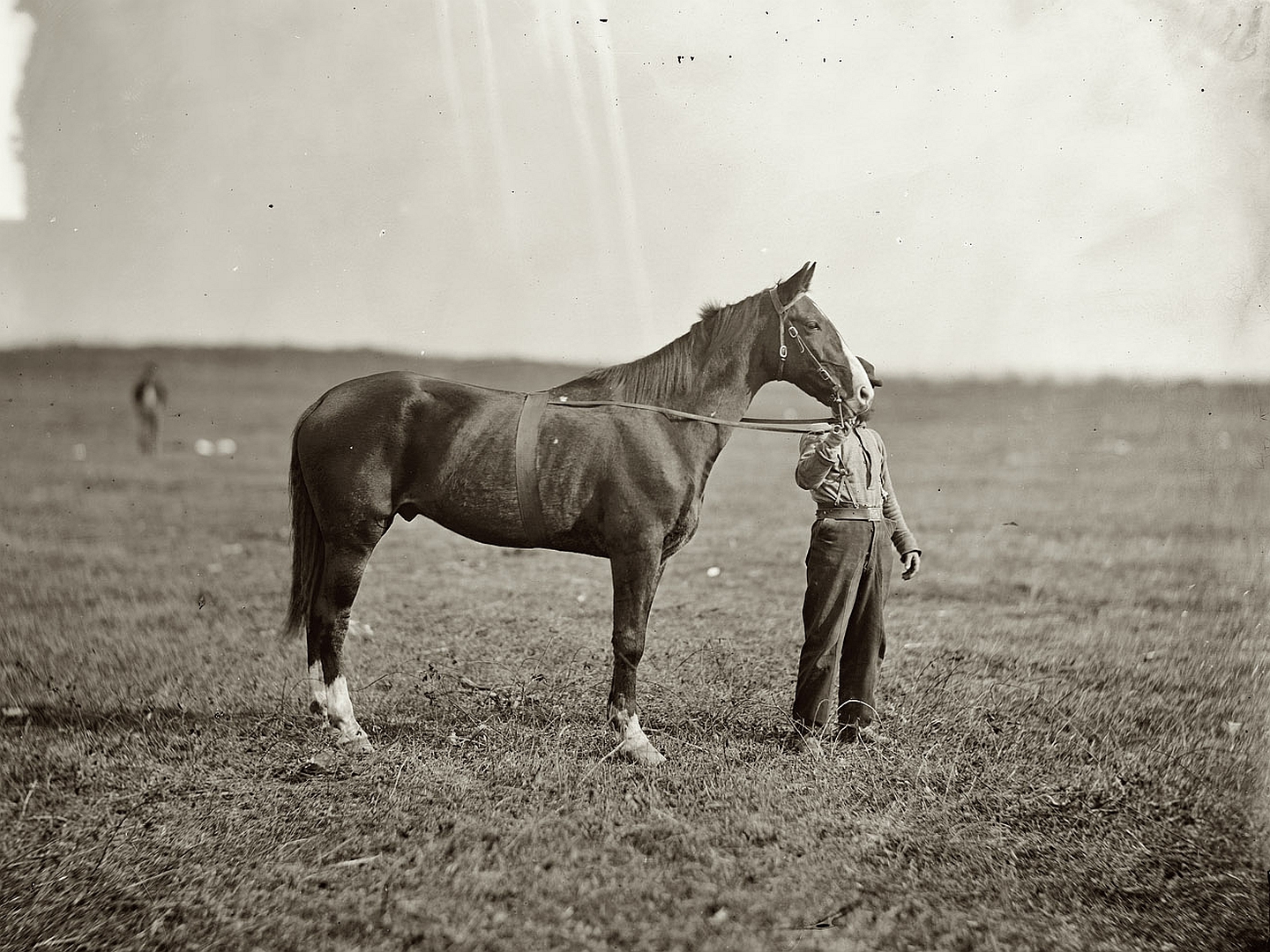 Лошади 20 века