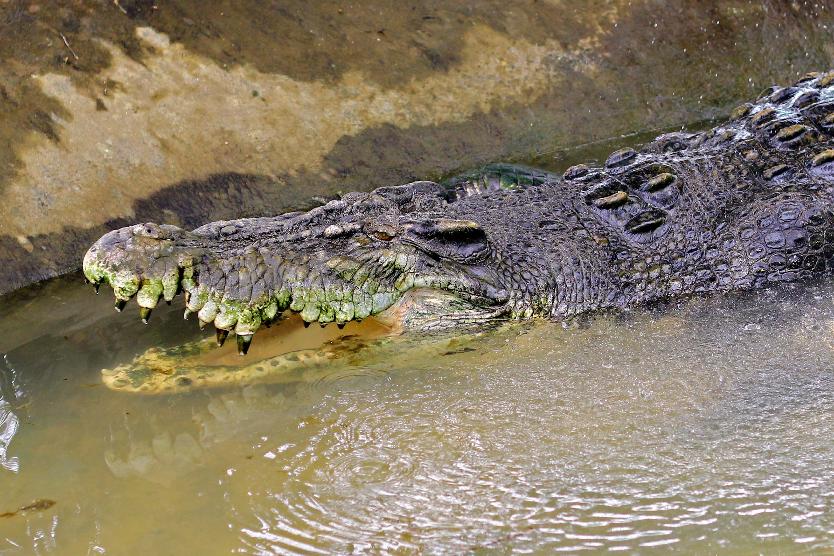 Download Animal Crocodile HD Wallpaper