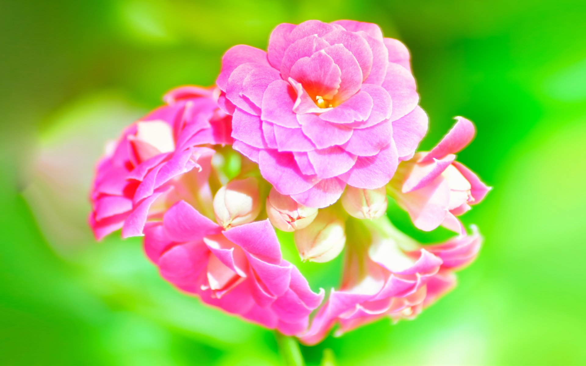 A vibrant close-up of pink flowers against a soft green background, creating a refreshing nature-themed HD desktop wallpaper.