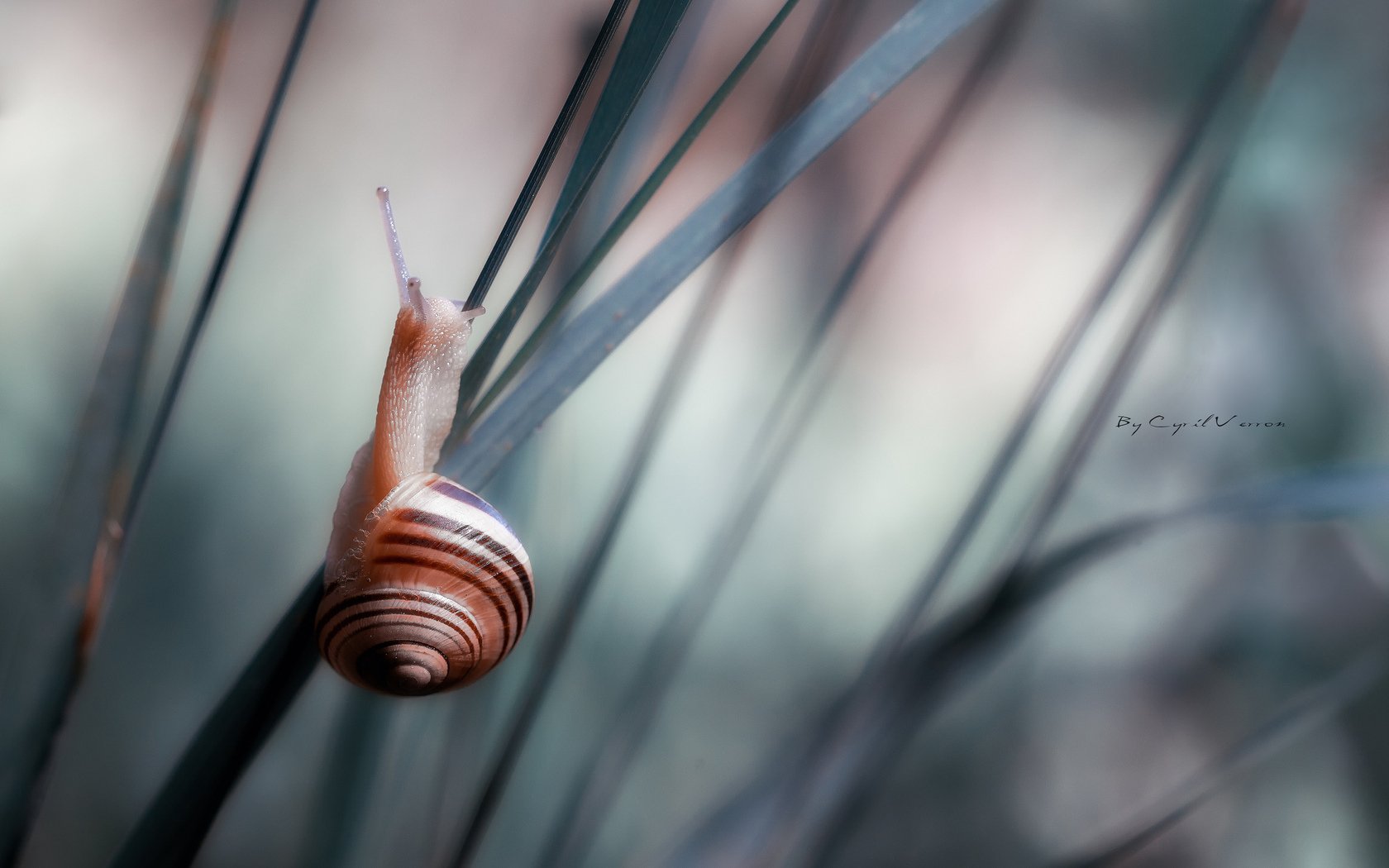 HD desktop wallpaper featuring a close-up of a snail with a striped shell navigating slender grass blades in soft, muted lighting.