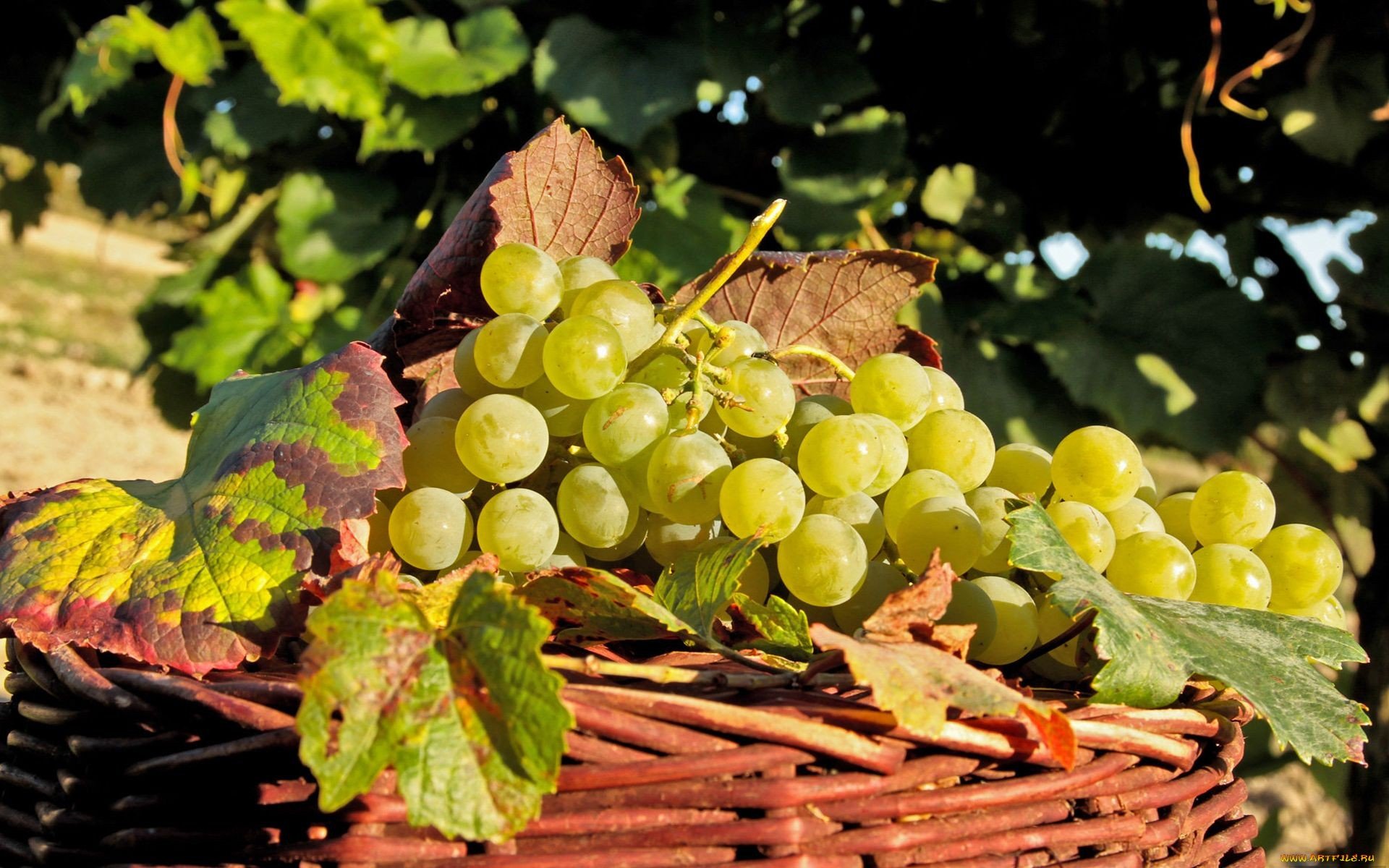 HD PC desktop wallpaper of fresh green grapes resting on grapevine leaves in a wicker basket, surrounded by a vineyard background.