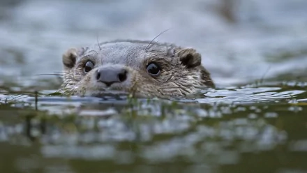 Animal otter HD Desktop Wallpaper | Background Image