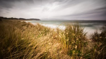HD PC desktop wallpaper featuring a serene coastline with tall grasses in the foreground under a cloudy sky, showcasing the calm beauty of nature.