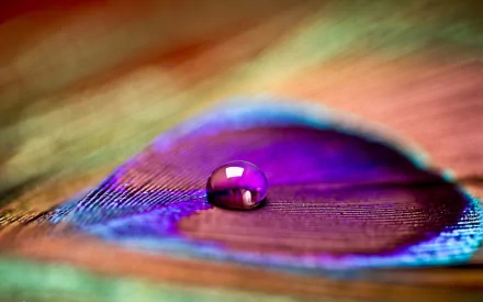 A close-up photograph of a colorful feather with a vibrant purple droplet resting on it, creating a stunning HD desktop wallpaper and background.