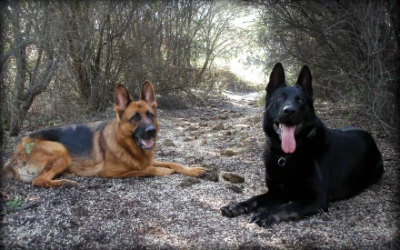 HD desktop wallpaper showing two German Shepherds, one tan and black, the other solid black, lounging in a wooded area.