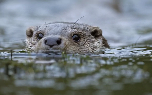 Close-up of an otter partially submerged in water, captured in high definition as a PC desktop wallpaper and background.