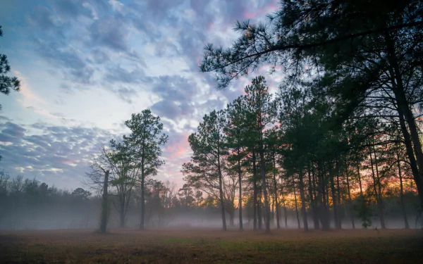 nature fog HD Desktop Wallpaper | Background Image