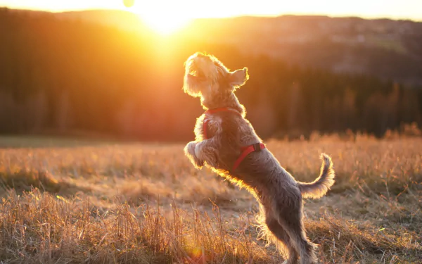 A lively schnauzer leaps joyfully in a sunlit field, capturing a moment of playfulness against a stunning sunset backdrop. This HD desktop wallpaper brings warmth and energy to any screen.